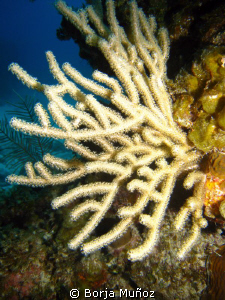 Beautifull coral.
I was gifted to name this dive spot wh... by Borja Muñoz 